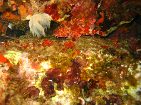 Scorpaena scrofa e altri congeneri